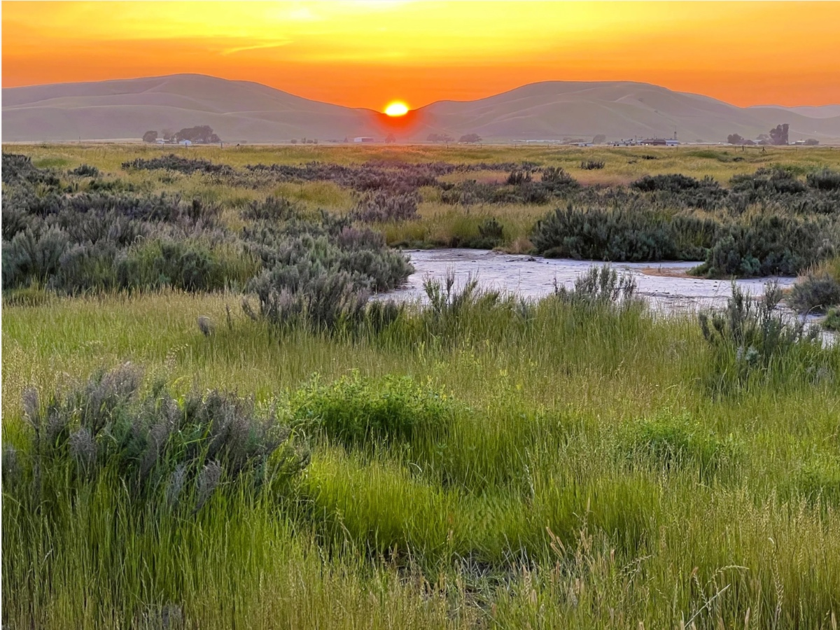 New easements in Doolan Canyon and Springtown protect rare species and offset habitat loss from a Dublin housing development.