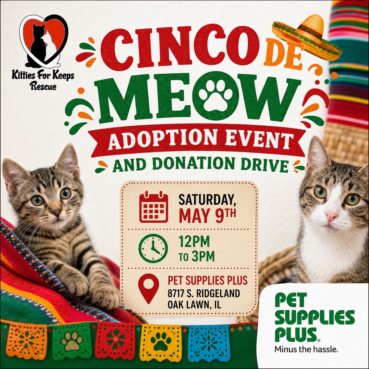Kitties For Keeps Rescue - Cinco De Meow Adoption Event