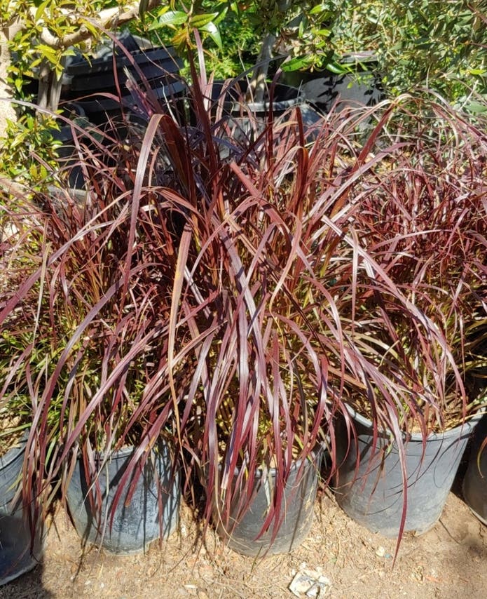 5 Gallon Purple Fountain Grass Plants Murrieta, CA Patch