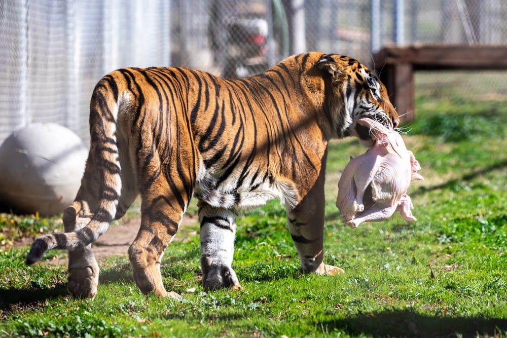 Turkey Bash at Lions Tigers & Bears