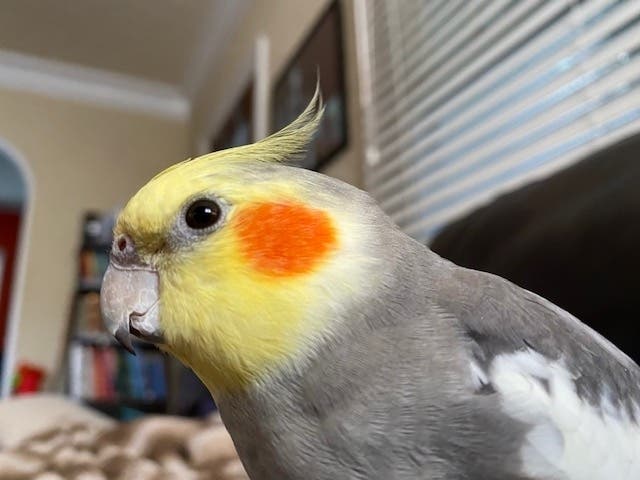 A St. Pete family last saw their cockatiel in the Crescent Heights area, and asks for help finding him. A $500 reward is offered.