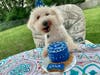 The bakery is open for business and can bake various kinds of birthday cakes for your furry friend.