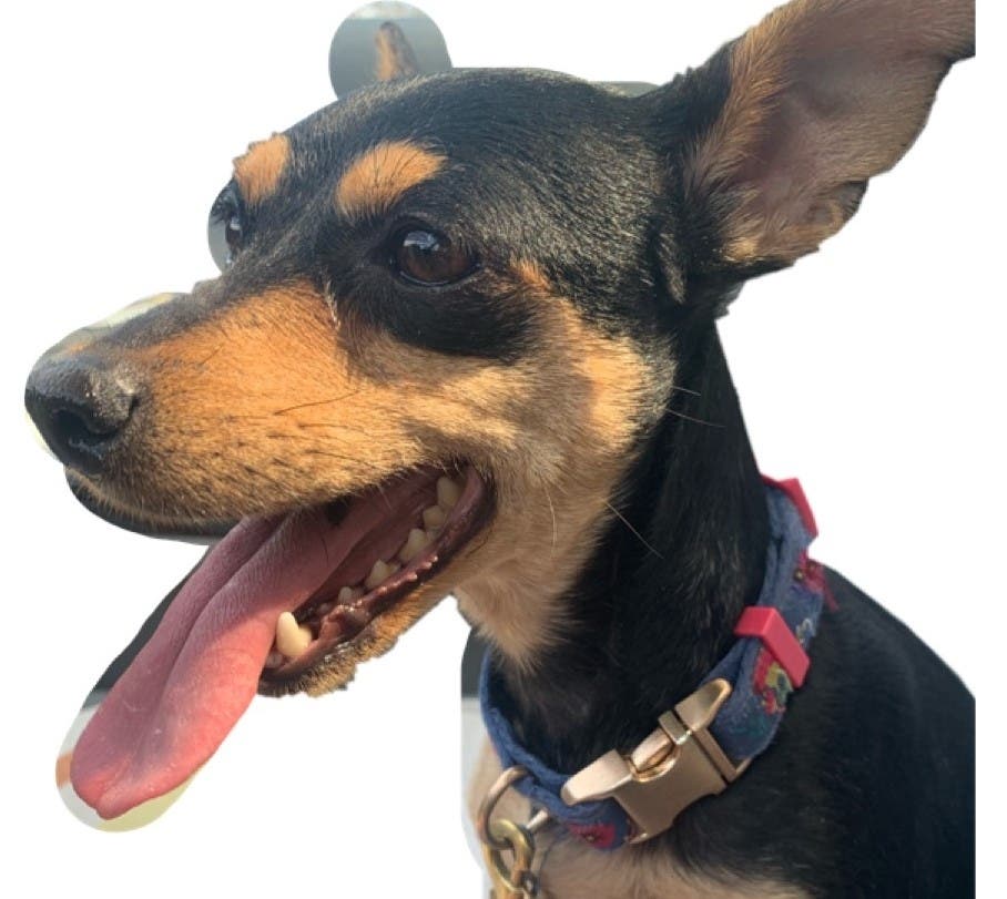 The dog went missing hours after being adopted Saturday.
