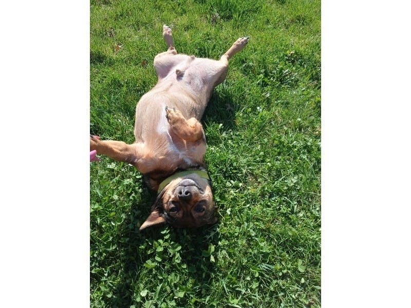 Reader Amanda Stowers, of Downers Grove, sent us this photo of her dog, Pizza, who she describes as the "best dog I've ever had." She also said the family pet is well-known in her neighborhood. 