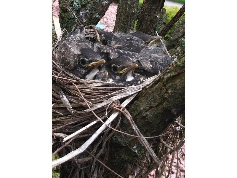Reader Patricia Flynn took this photo of some baby robins one morning earlier this week outside of her home in Tinley Park. She said they had flown away by the afternoon. 
