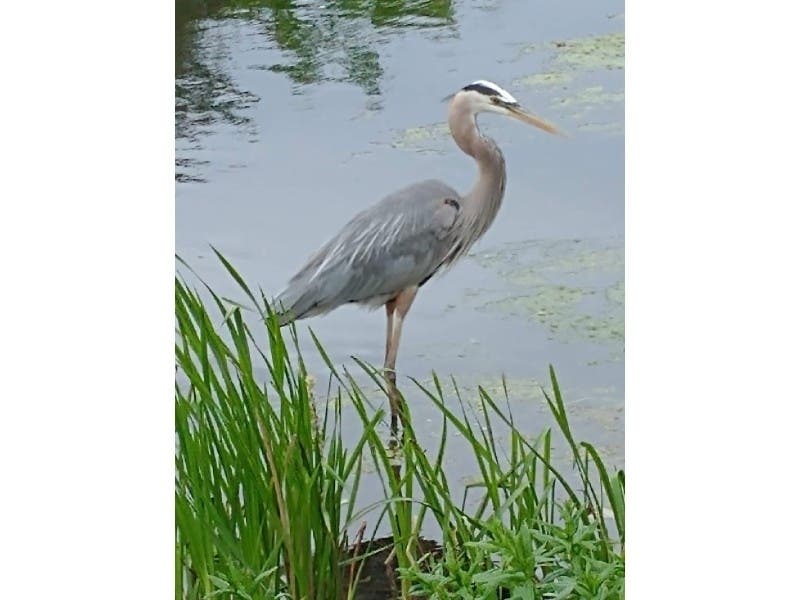 Reader Verlyn Biere, of Oak Lawn, sent us this photo of a blue heron at the Lake Katherine Nature Center and Botanic Gardens in Palos Heights. 