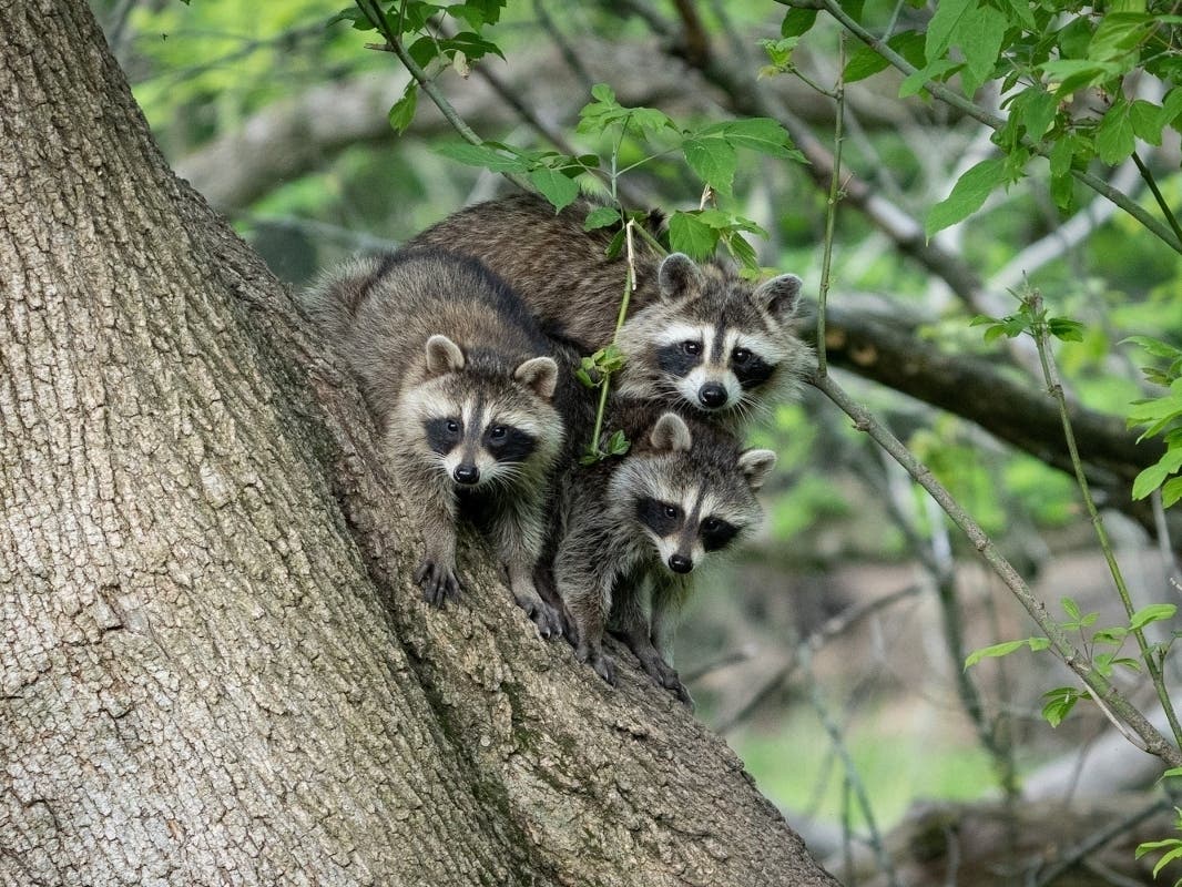 Reader Heather Mall submitted this photo she took of a raccoon family. "I was looking for birds at St. Paul Woods in Morton Grove and this mama raccoon and her two babies popped up from behind the tree," Mall said. 