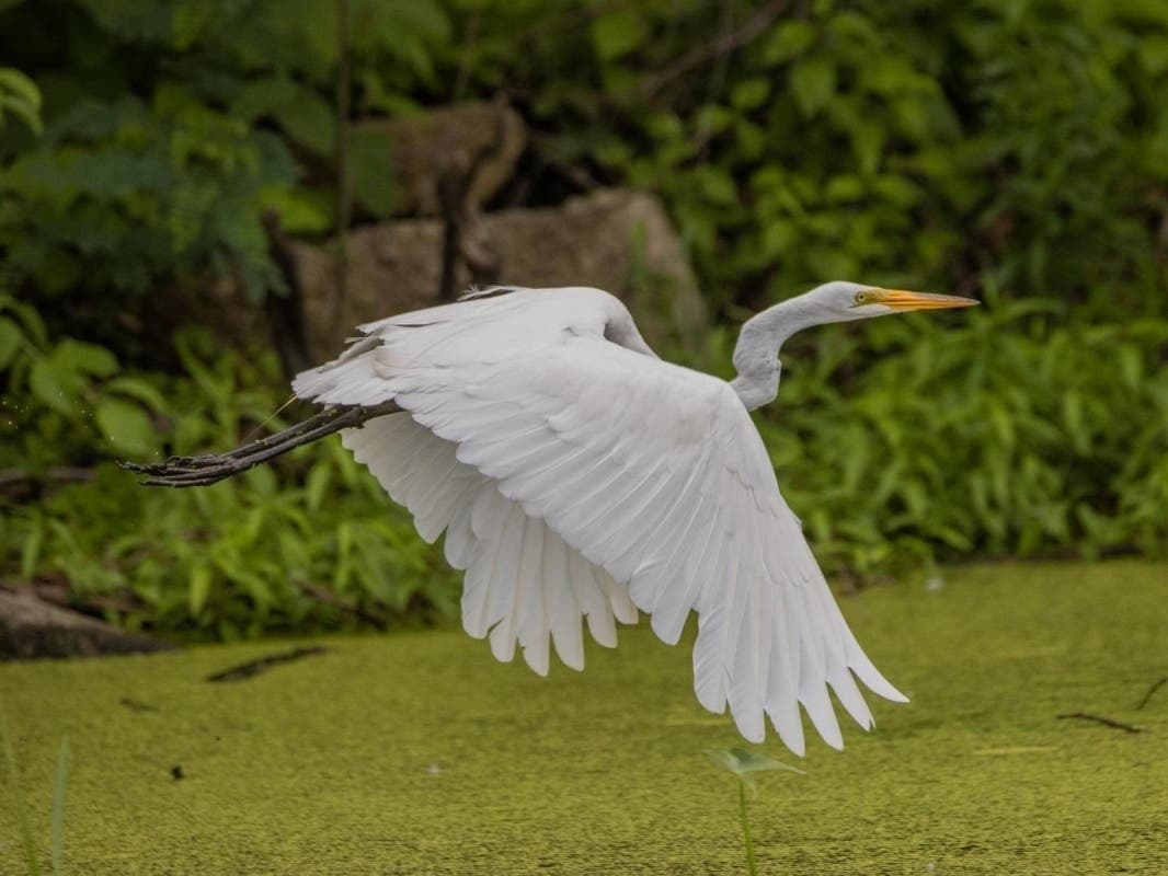 Reader Dave Soderstrom sent us this photo he got of an egret flying along the Fox River in St Charles.