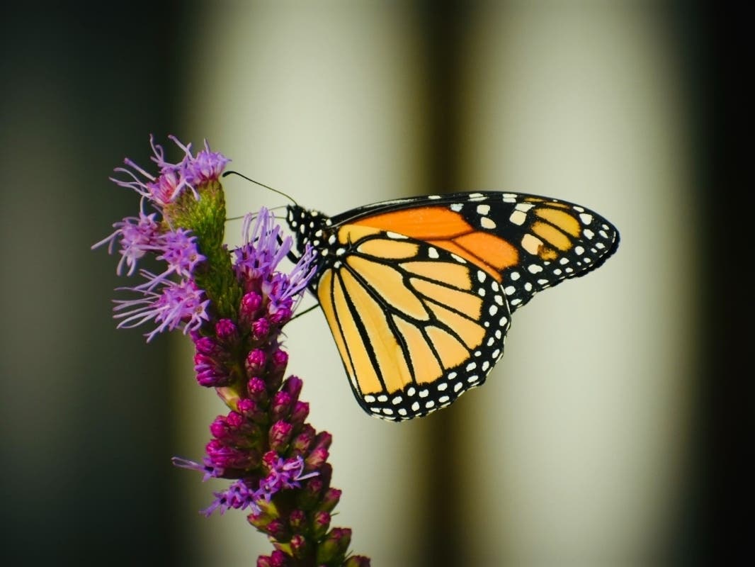 Reader Adina Skwarski, of Orland Park, submitted this photo she took of a monarch butterfly recently visiting her yard.  