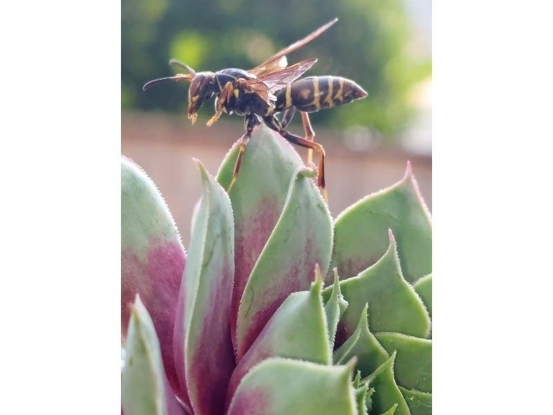 Reader Dawna Burke submitted this photo she took of a Northern Paper wasp on a hens and chicks plant from her backyard in Bartlett. 