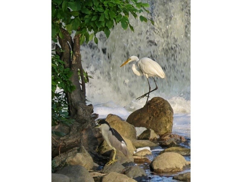 Mary C. Brown, of Clarendon Hills, submitted this photo she took of a great egret (background) and black crowned heron (foreground) at the Graue Mill in Oak Brook. 
