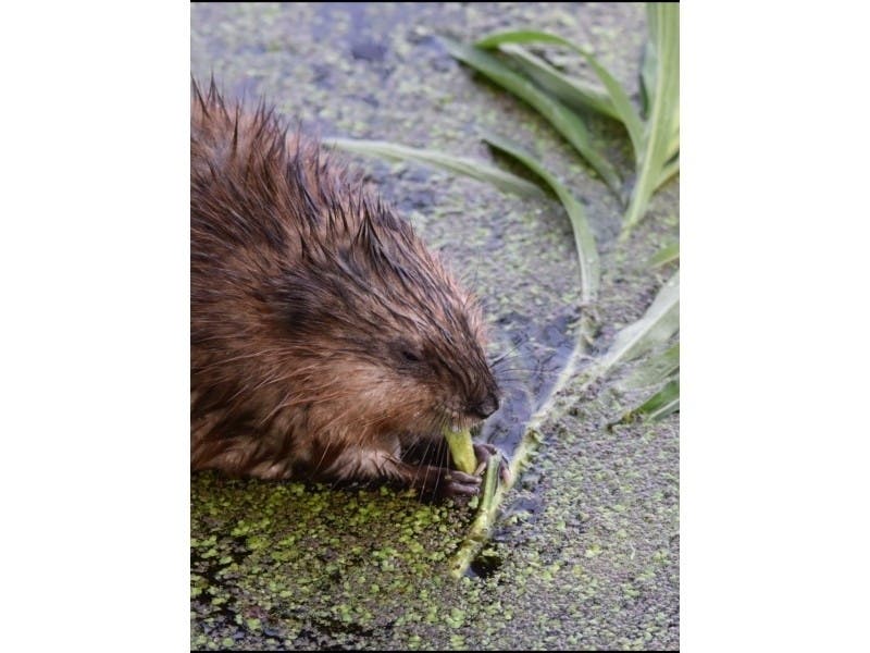 Lynn Xidas submitted this photo of a muskrat enjoying his breakfast at the Crabtree Nature Center in Barrington. 