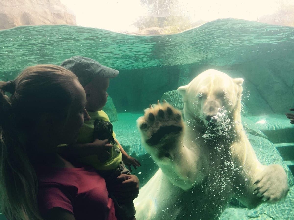 Marta Gabrel submitted this photo of a waving polar bear taken at the Brookfield Zoo with the caption, "Hey, look at me!"