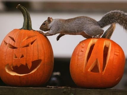 You supported local pumpkin growers by visiting Arlington Heights patches and fields this fall. From spreading seeds and pumpkin skins to building a “snack-o’-lantern,” here are some of the best ways to recycle your pumpkin for local wildlife.

