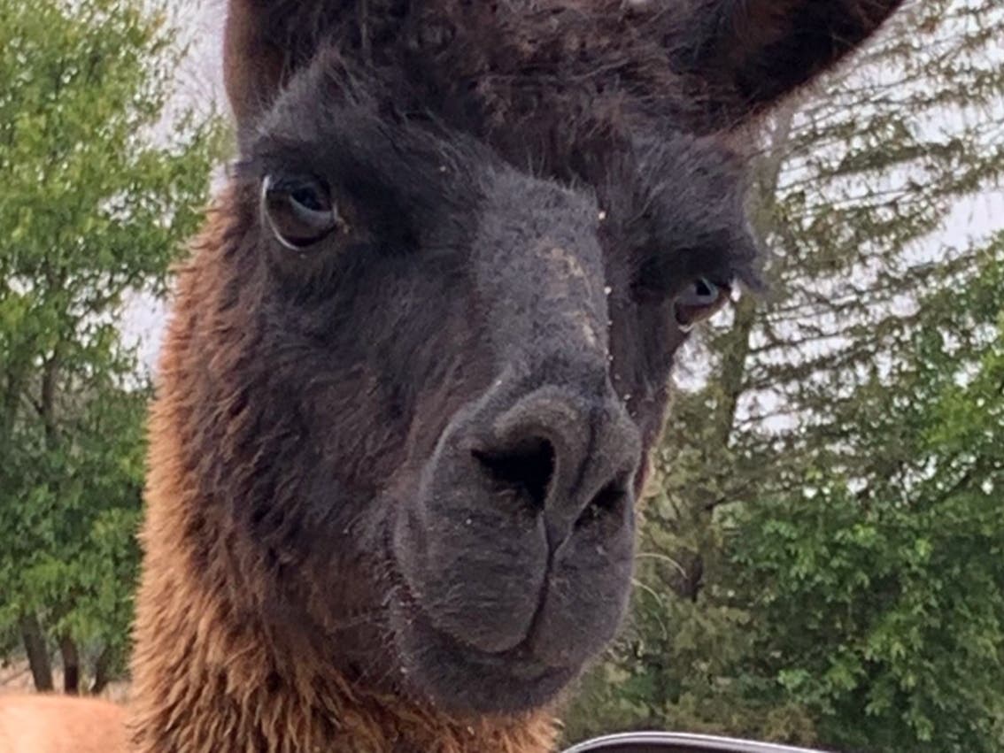 Reader Mary Marzalik submitted this photo taken by Lindsey Marzalik, 12, of a "judgmental llama" at Safari Lake Geneva in Lake Geneva, Wisconsin. 