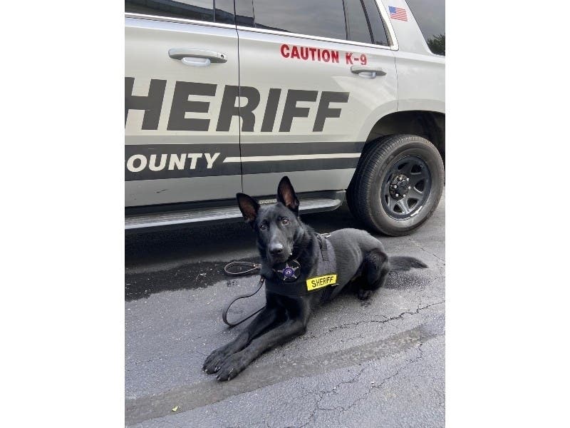 Canine Ryker and Deputy Somerville recently finished their basic training consisting of canine psychology, obedience, agility, tracking, scent detection, and more.