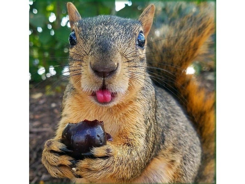Reader Bret Gerhard, of Romeoville, submitted this photo he took of Rocky, his feral squirrel. 
