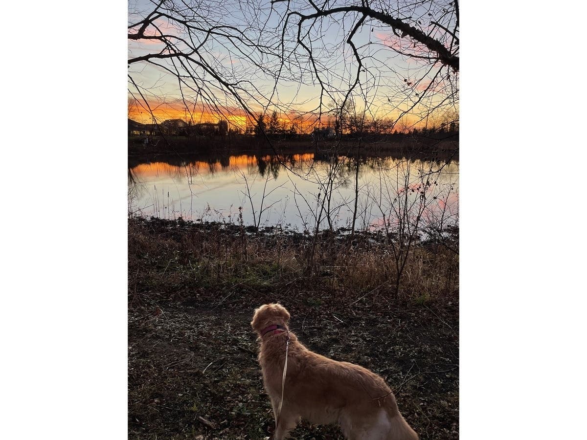 Reader Joe Griffin submitted this photo taken by his mother, Pam, of the prairie park pond and her dog, Jane, in Frankfort. 