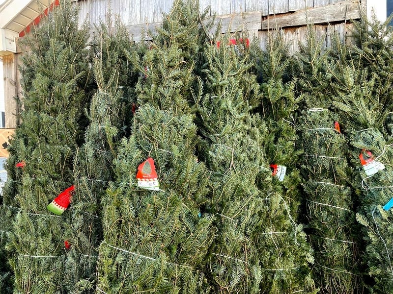 The American Christmas Tree Association advises shoppers to get a tree earlier than usual this year. The supply of trees will be tight due to supply chain delays and a poor growing season in the Pacific Northwest.