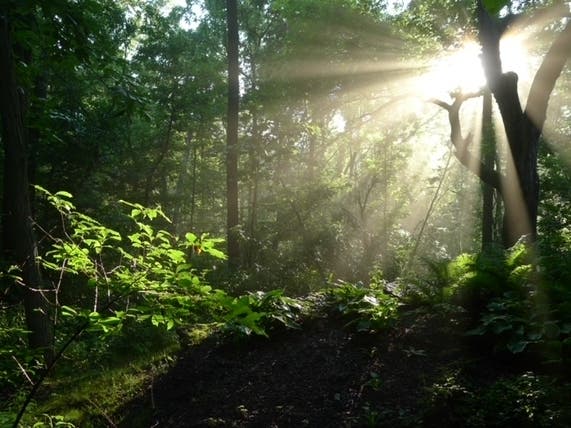 Reader Bob Kuchar submitted this photo he took of a sunrise in the woods in Galena. 