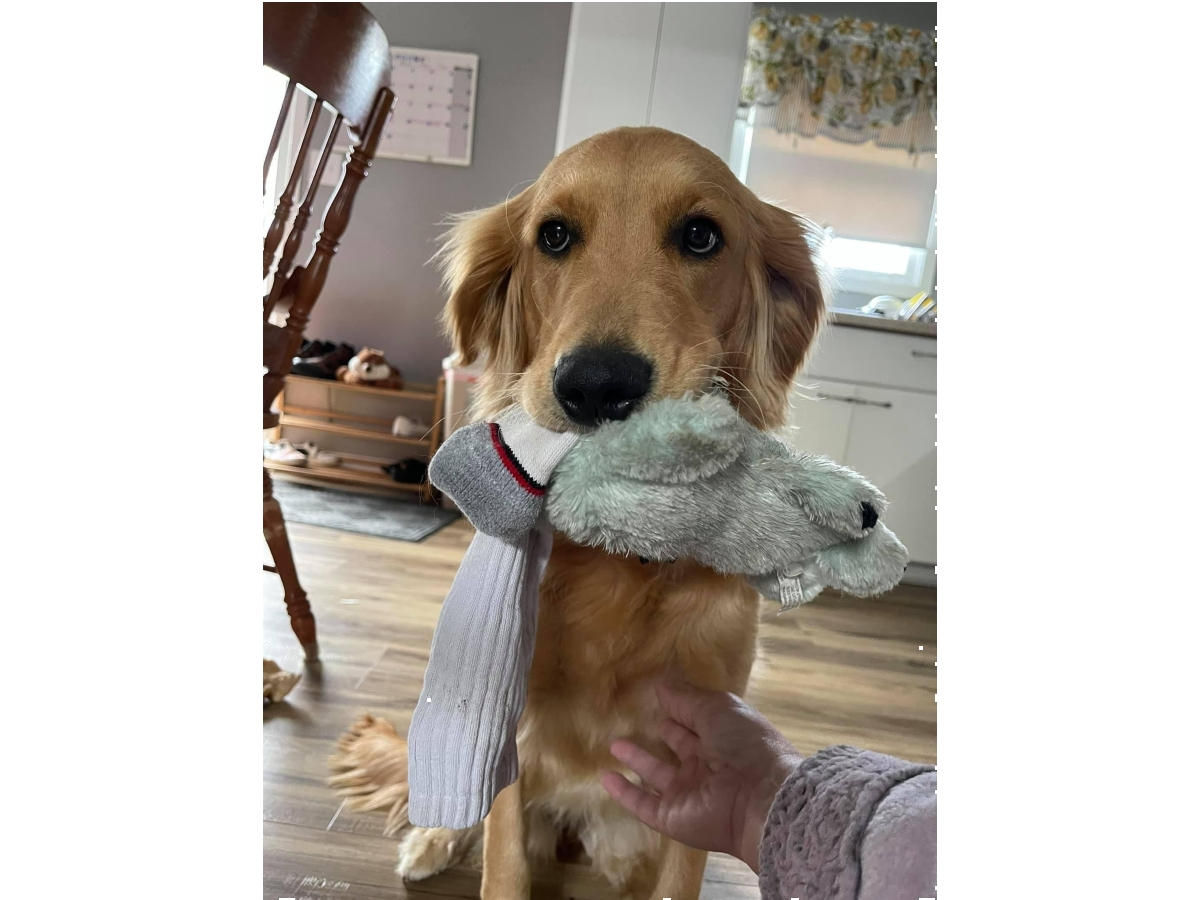 Reader Lindsey Casares, of Joliet, submitted this photo she took of Chica, her 10-month-old golden retriever, who brought her two gifts in exchange for some love. 