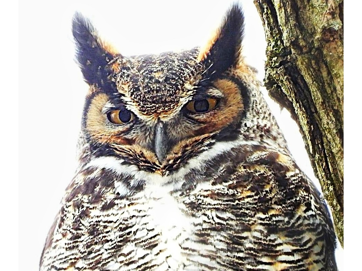 Reader Debbie Garcia submitted this photo she took of a great horned owl in Will County. 