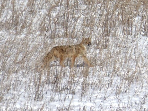 Reader Sue Marines, of Glenview, submitted this photo of a coyote at a nearby basin she walks near often. 