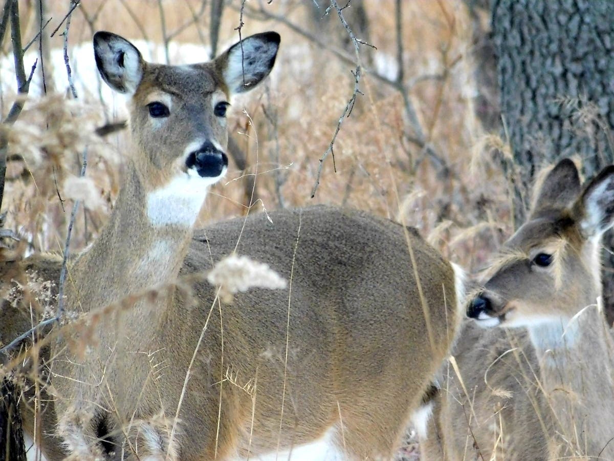 Jennifer Matthews submitted this photo she took of a mother and baby deer at the Rock Run Preserve in Joliet. 