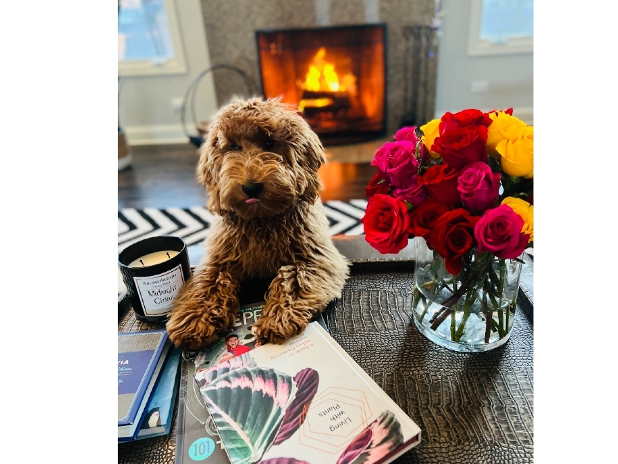 Reader Inna Kogan, of Deerfield, submitted this photo she took of Leo. She said, "he loves cozy evenings by the fireplace, hugs and of course, reading."