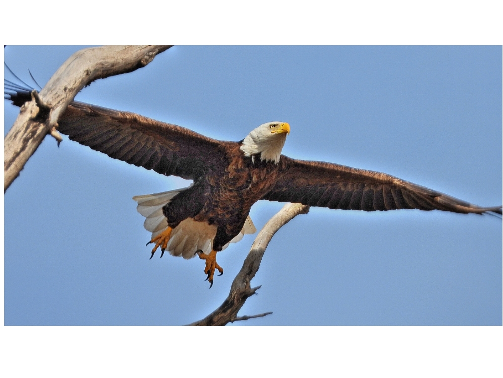 Reader Debbie Garcia submitted this photo she took of an eagle at the DuPage Forest Preserve. 