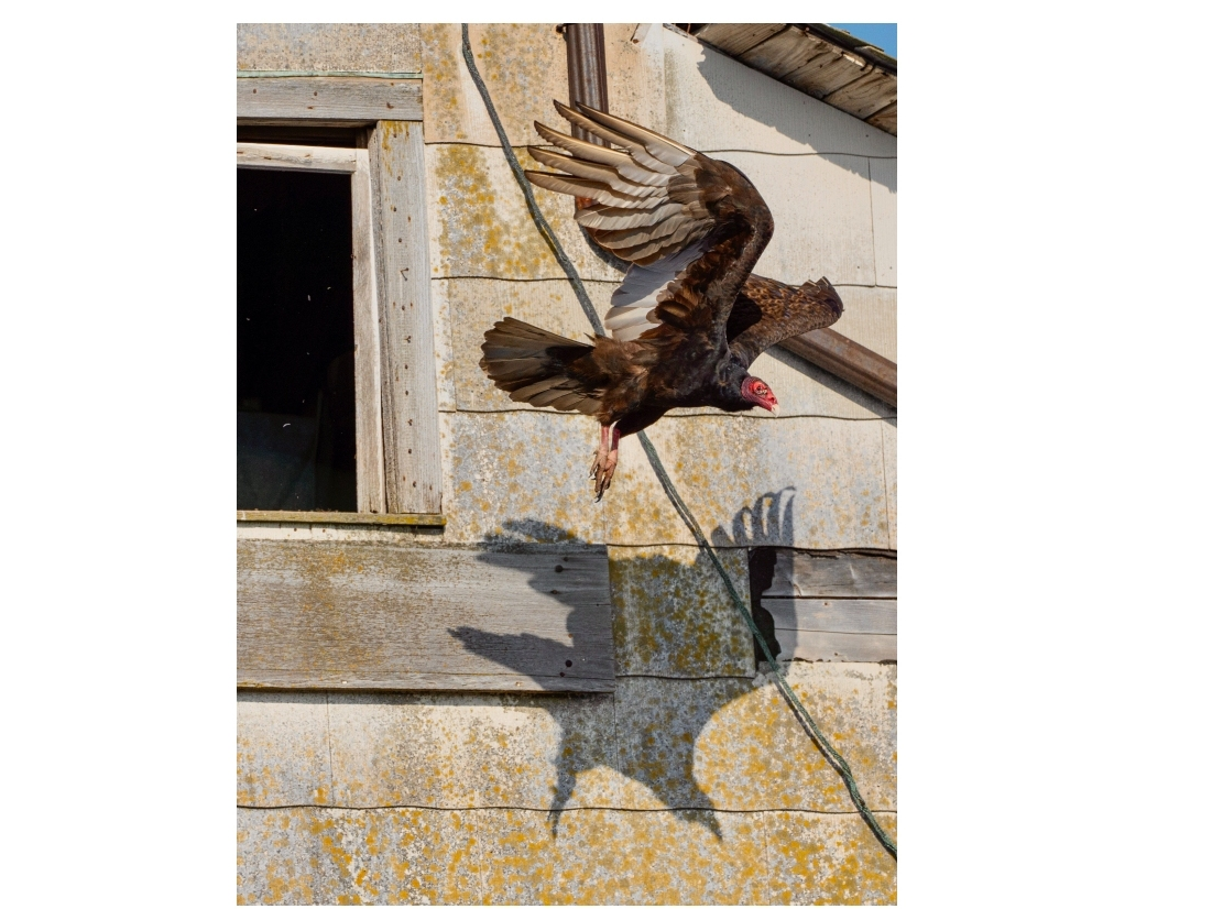 Reader Joe McGuire submitted this photo of a turkey vulture in Will County. McGuire said, "not the best looking bird, but to me, they are very photogenic."