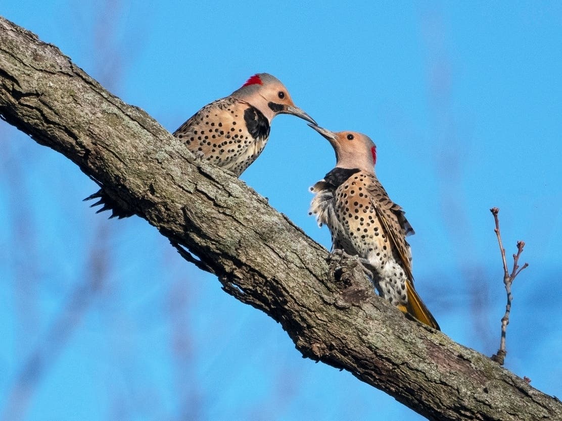 Reader Sandra Rust submitted this photo of a pair of northern flickers sharing a kiss in Downers Grove. 