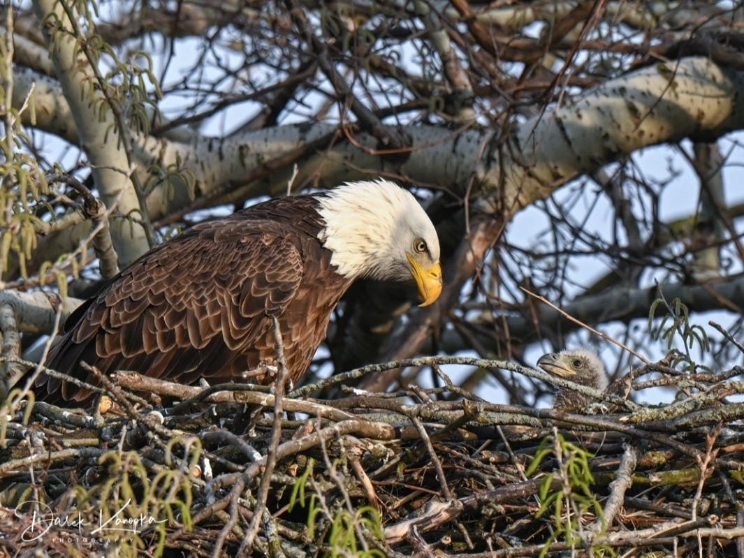 Reader Darek Konopka submitted this photo he took of a bald eagle with it eaglets in Will County. 