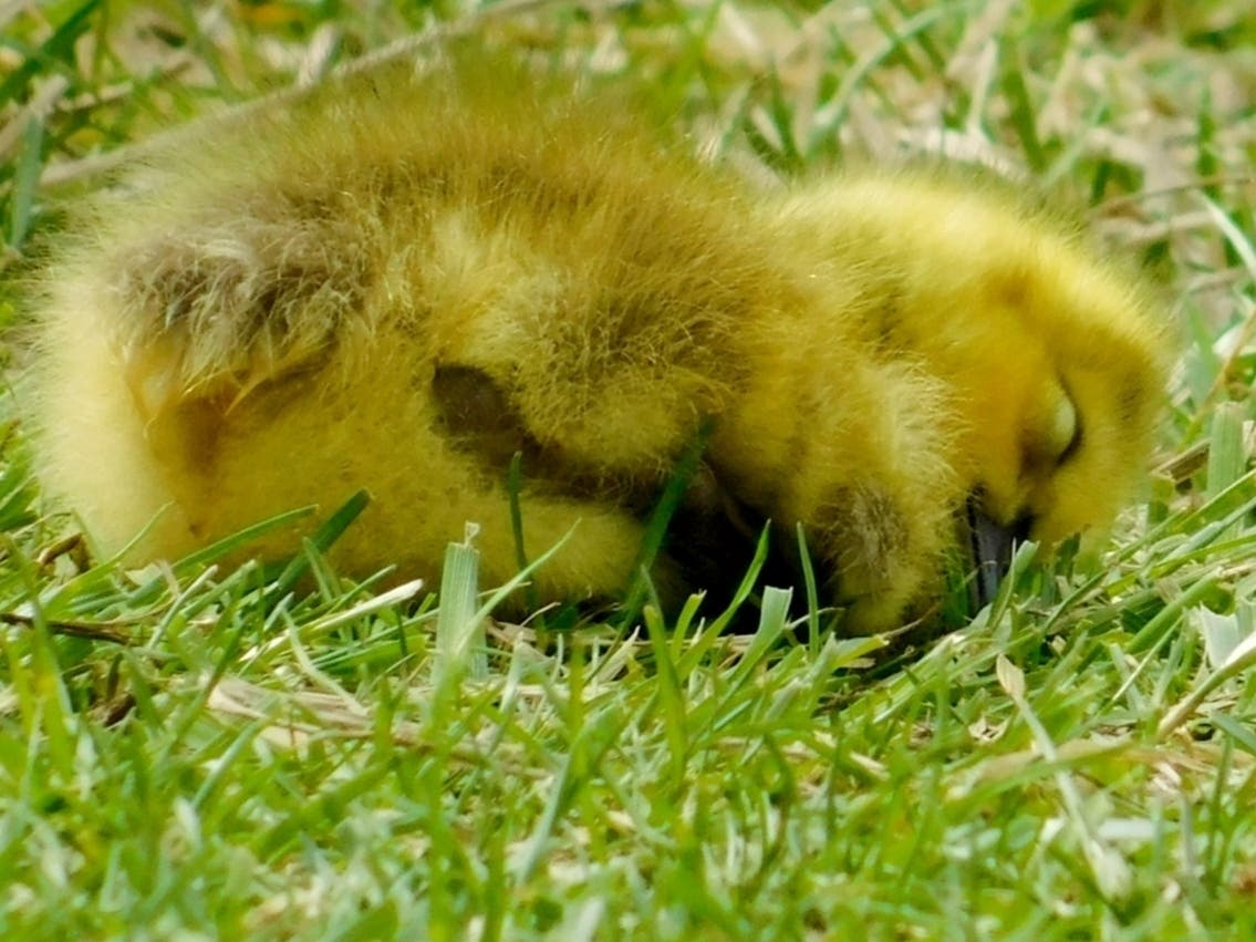 Reader Jennifer Mathews, of Joliet, sent us this photo she took of a napping gosling. 