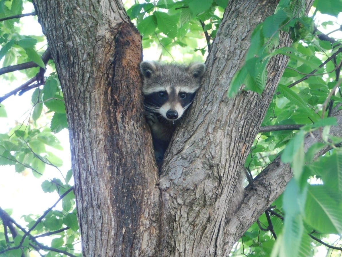 Reader Allison Fisher, of Midlothian, submitted this photo of a raccoon visit during the morning hours. 
