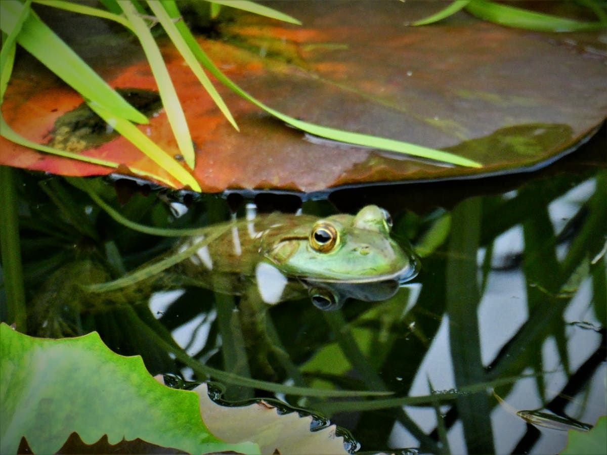 Reader Janice Fischer, of Darien, submitted this photo she took recently at Chicago Botanic Garden. 
