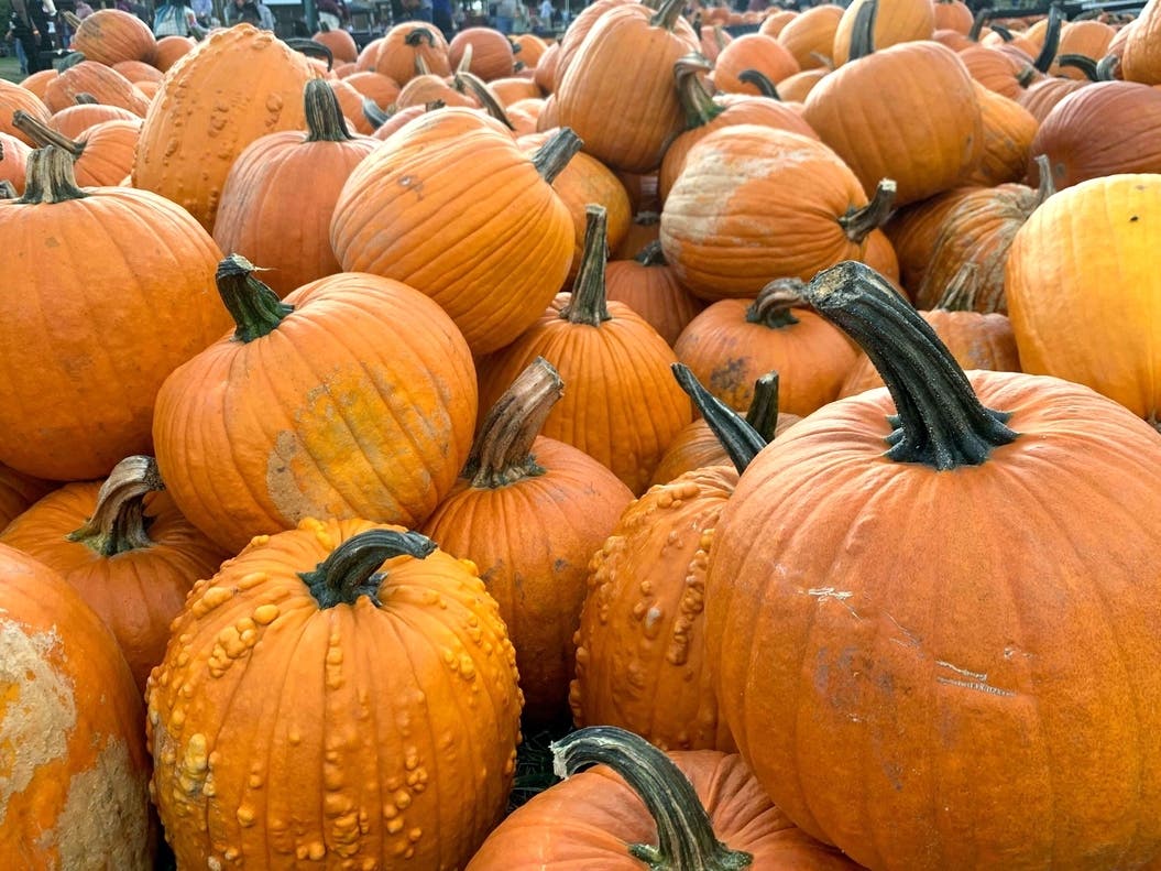 About 44 percent of the American population carved pumpkins during the 2021 Halloween season, according to the National Retail Federation. 