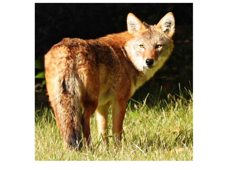 Debbie Garcia submitted this photo of a coyote "enjoying the afternoon sun on a cold fall day" earlier this week in Bolingbrook.