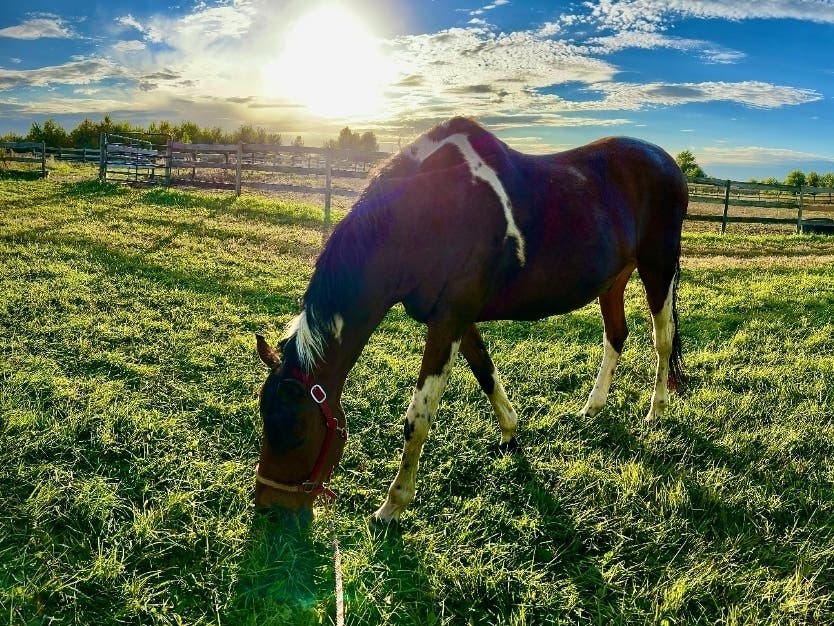 Reader Kathy Marshall submitted this photo she took of a horse grazing under a beautiful blue sky at Dassenbrook Stable in Maple Park. 