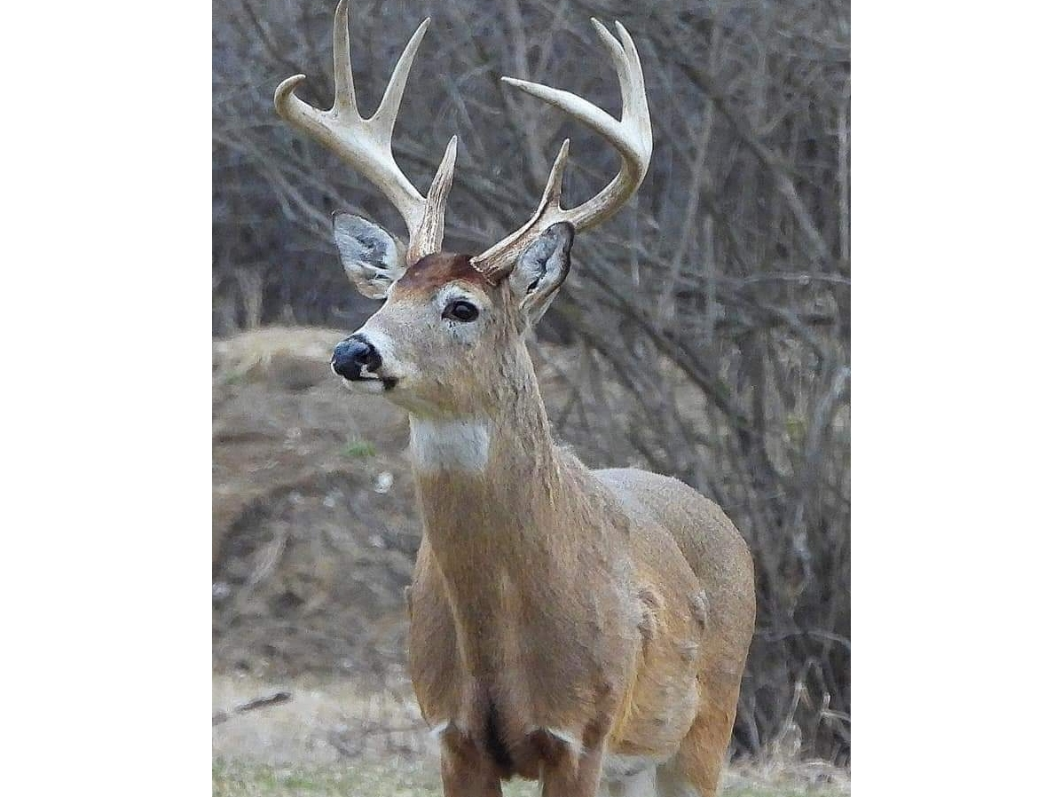 Reader Debbie Garcia submitted this great photograph she took of a deer near the DuPage River in Bolingbrook. 