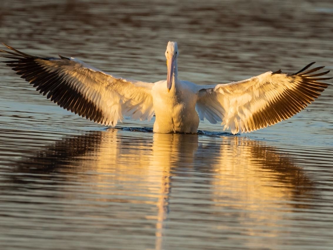 Reader Joe McGuire submitted this photo he took of an American white pelican at the Rock Run Reserve in Joliet. 