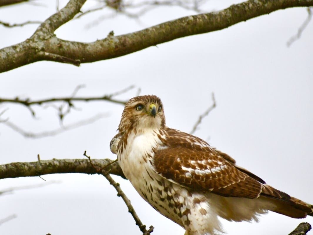 Reader Rich Rohloff submitted this photo he took of a hawk near his porch in Orland Park. 