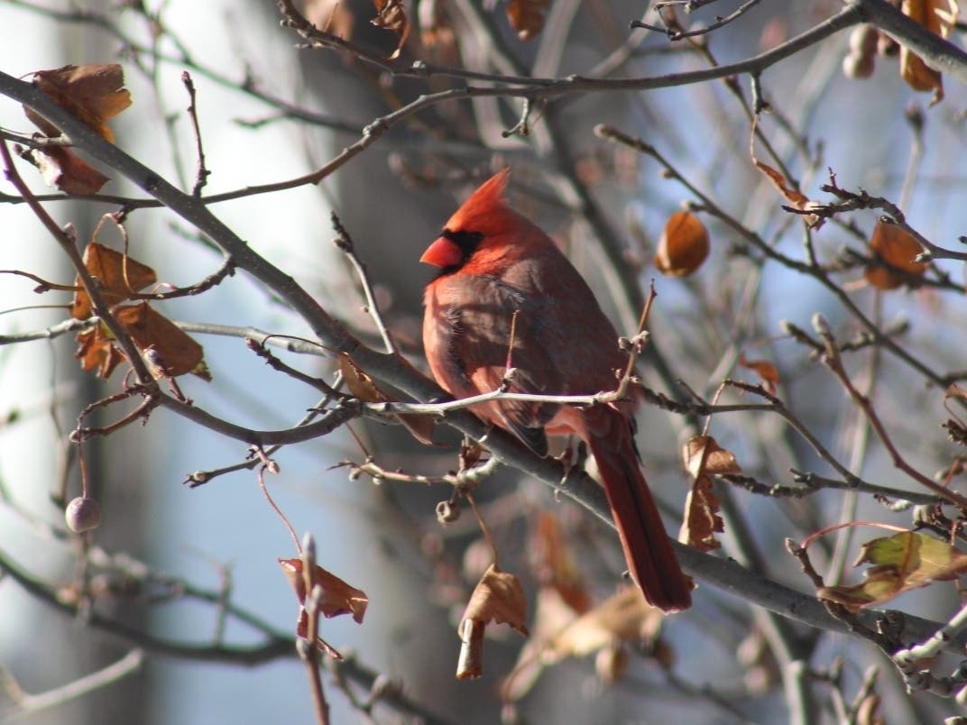 Reader Steve Krygowski, of Oswego, submitted this photo he took of a cardinal in his backyard. 