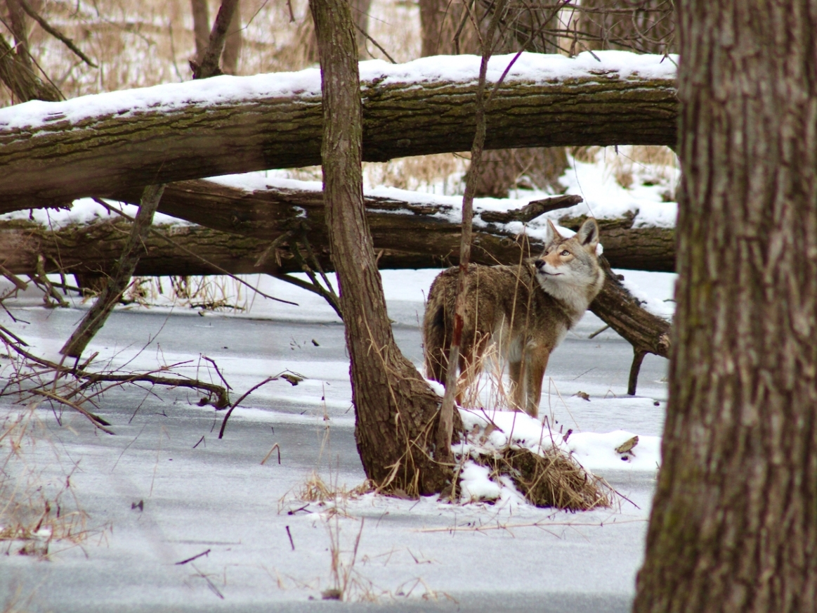 Jennifer Carusi submitted this photo she took during a morning walk at Rock Run Preserves in Joliet. She said the coyote was staring up at a little bird chirping.