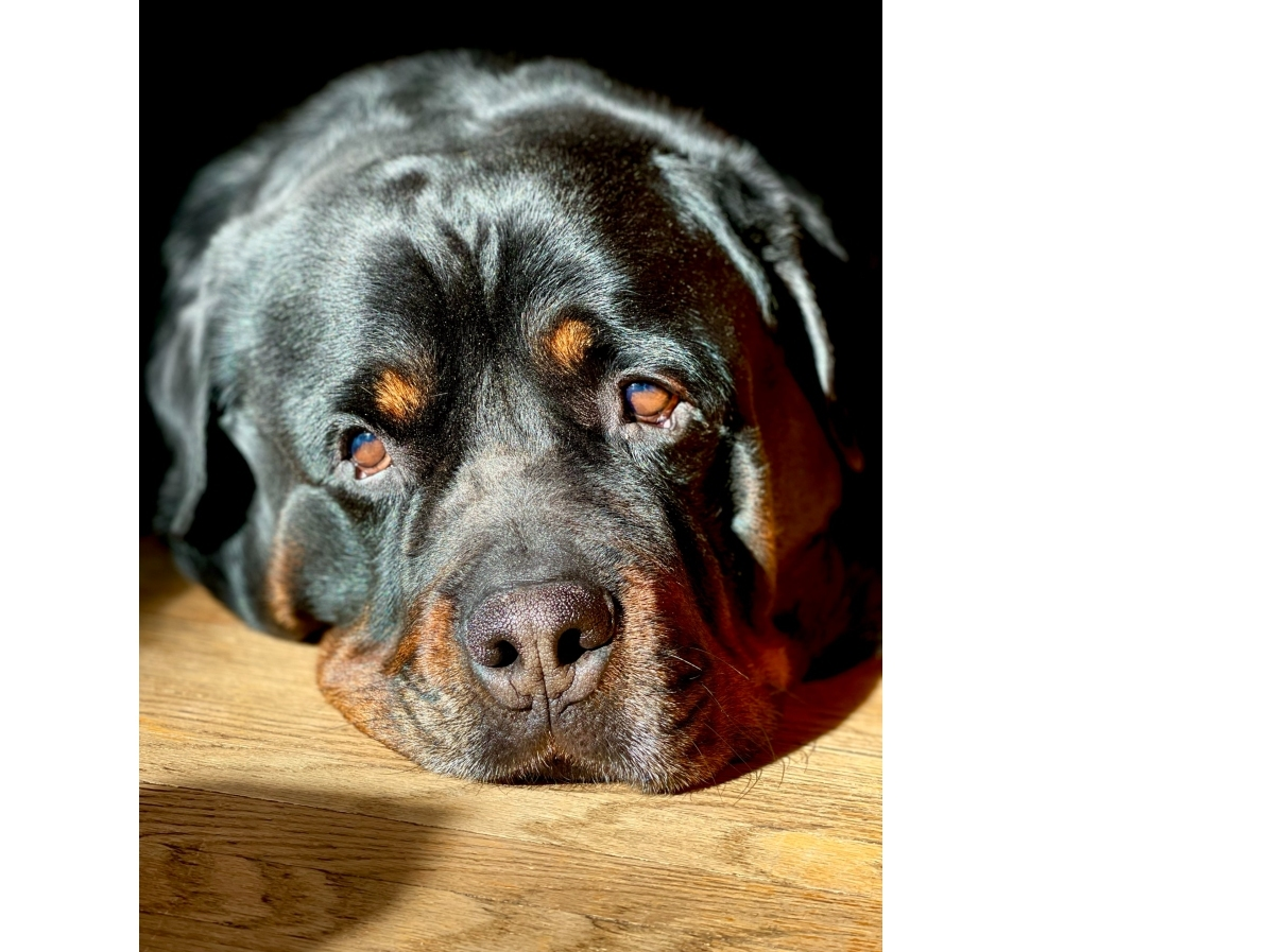 Reader Joanna Koperski submitted this photo of her rottweiler, Max, basking in the sun. She calls him "155 pounds of sweetness" and loves his "huggable face."
