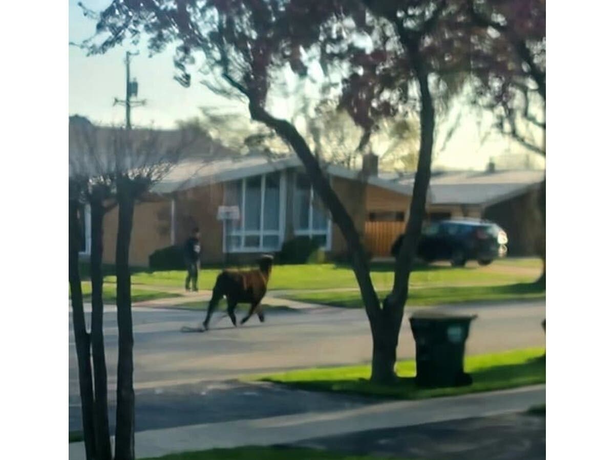 A neighbor photographed the cow as it traveled down the street Thursday morning. 
