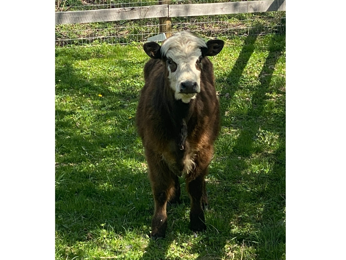 Blossom enjoys a green pasture at the Hooved Animal Humane Society in Woodstock. 