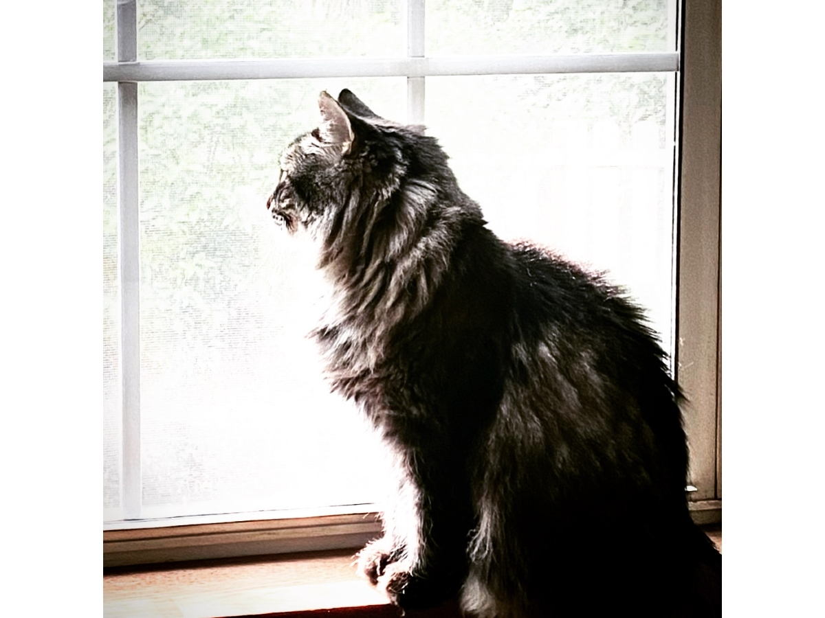 Gloria Lopez, of Grayslake, submitted this photo she took of her cat, Bella, "wondering when the air will clear up."