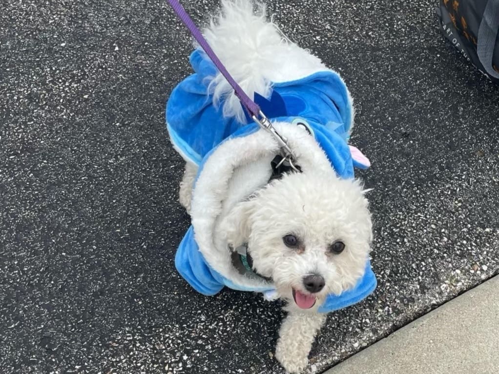 A colorful dog participates in last year's Walk and Wag Event. 