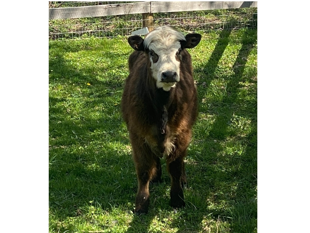 Blossom is shown at the Hooved Animal Humane Society in Woodstock.